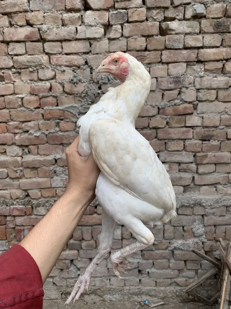 Miawali Aseel Hens — photo 6