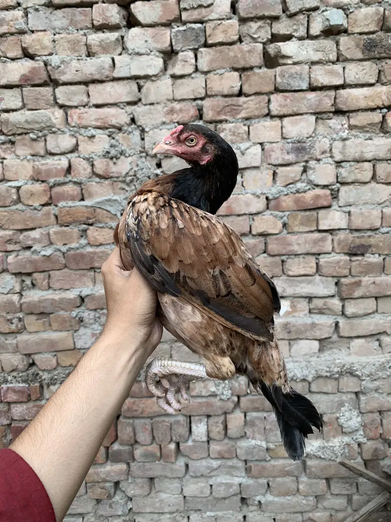 Miawali Aseel Hens — photo 7