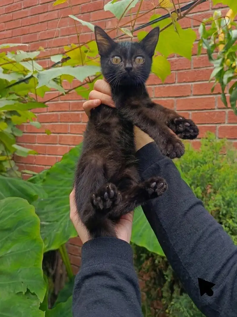Kittens for sale. — photo 2