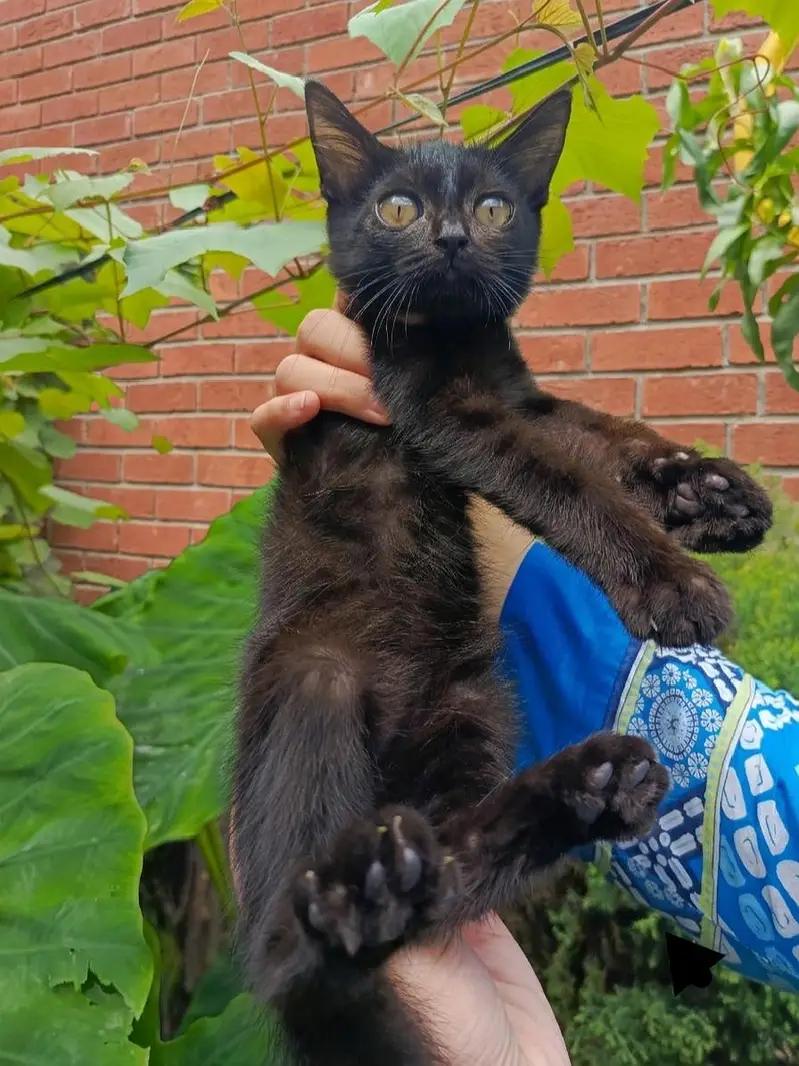 Kittens for sale. — photo 4
