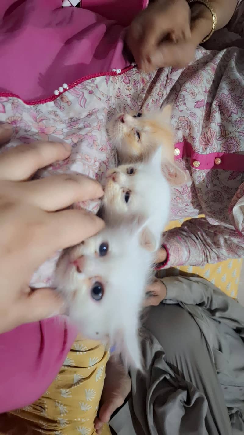 white pair 0