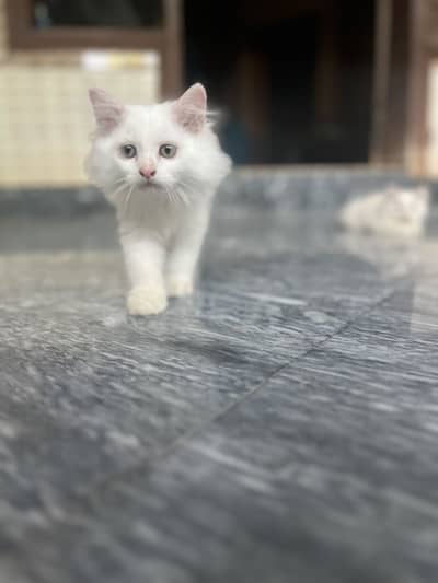 Persian pair white blue eyes