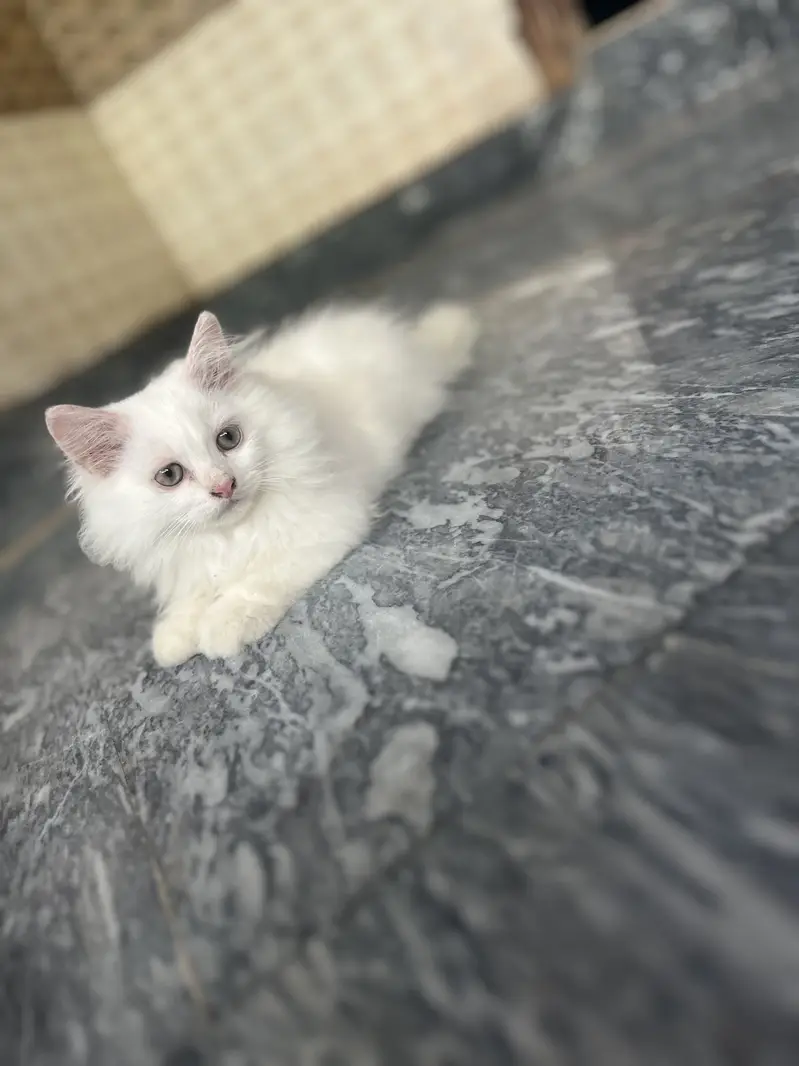 Persian pair white blue eyes — photo 2