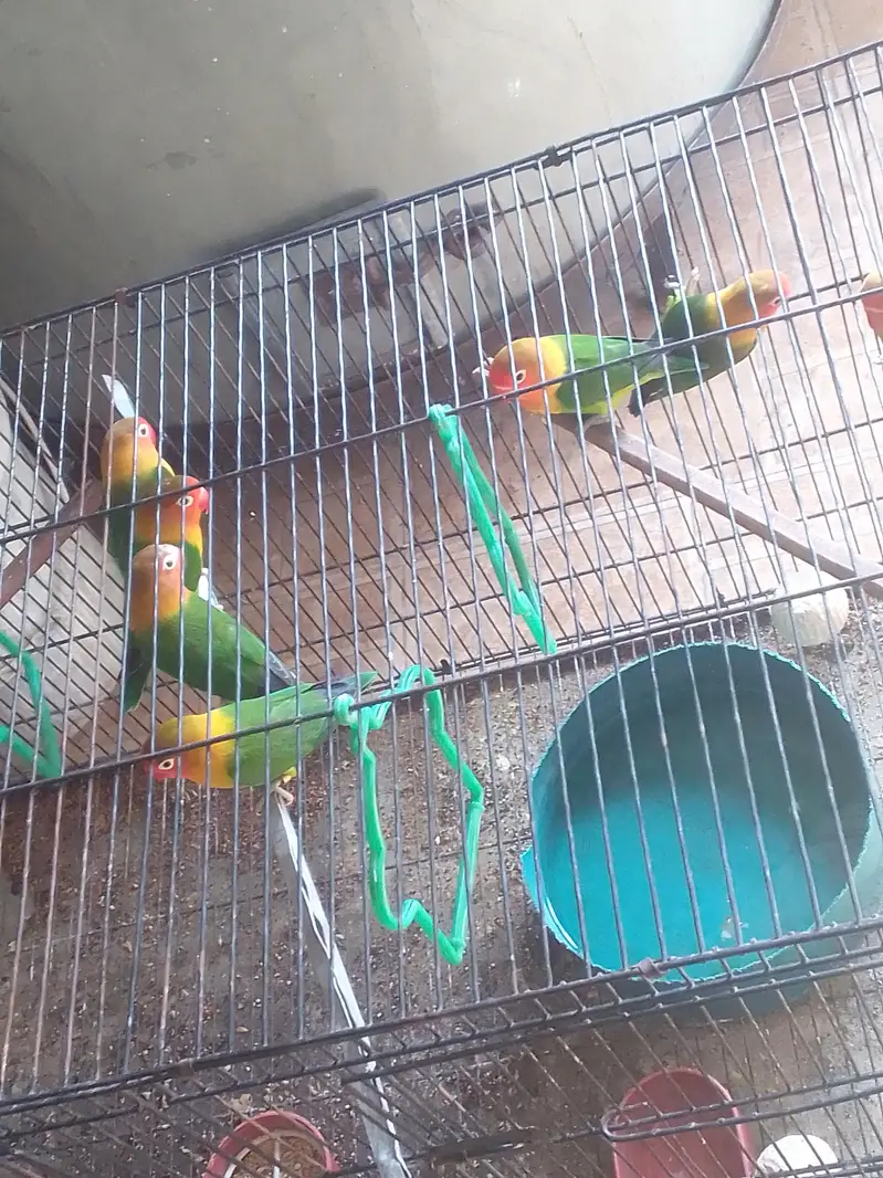 Love Bird — photo 2