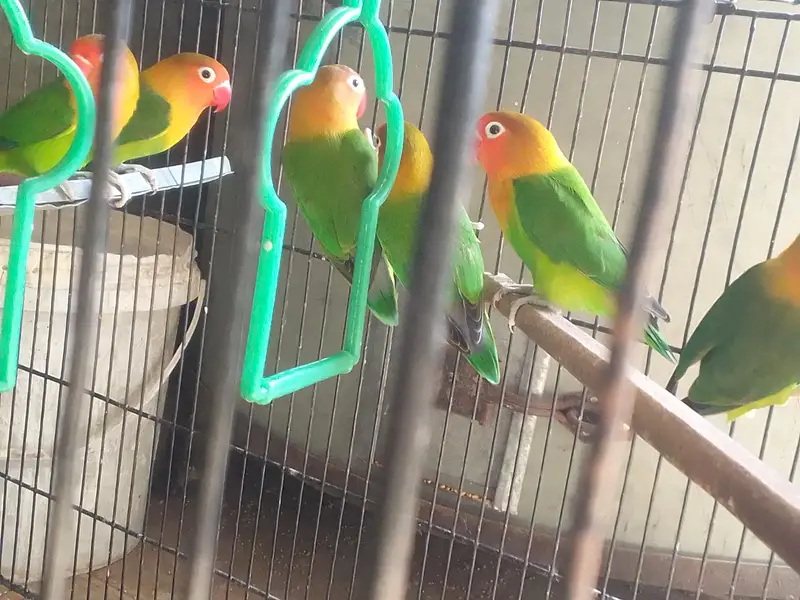Love Bird — photo 3