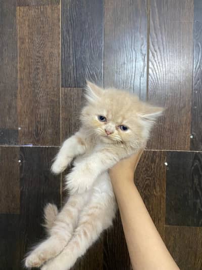 urgent kittens sale
