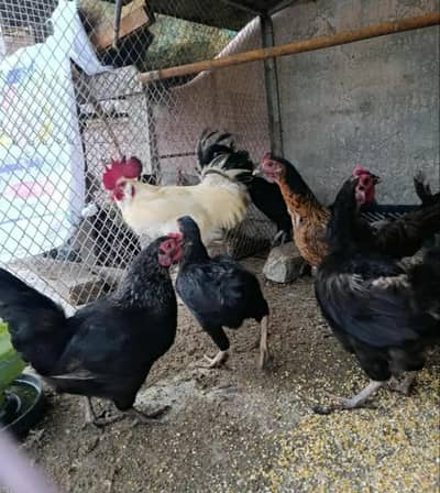 Pure Desi Home Breed Kurak huny wali Murgia