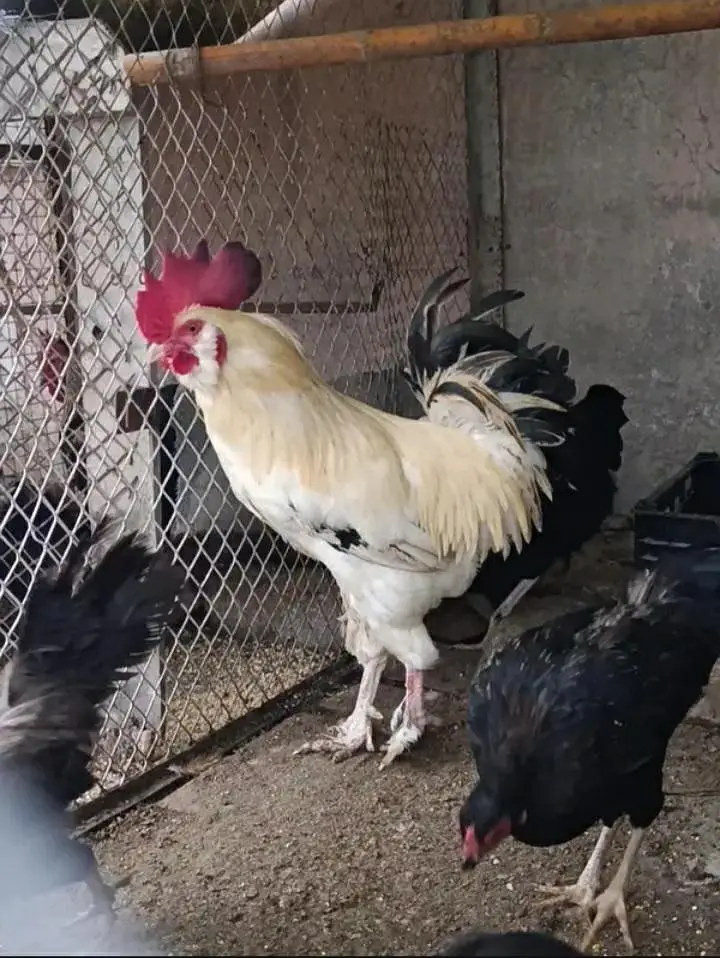 Pure Desi Home Breed Kurak huny wali Murgia — photo 3