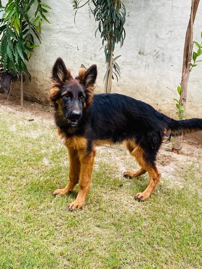 4 Months Pink Pedigree Female | Long Coat, Black Mask, Highted Healthy