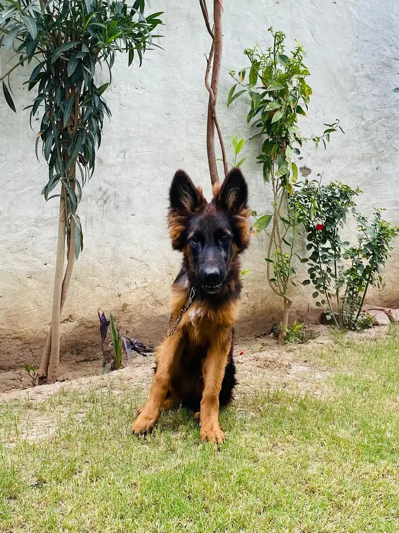 4 Months Pink Pedigree Female | Long Coat, Black Mask, Highted Healthy — photo 2