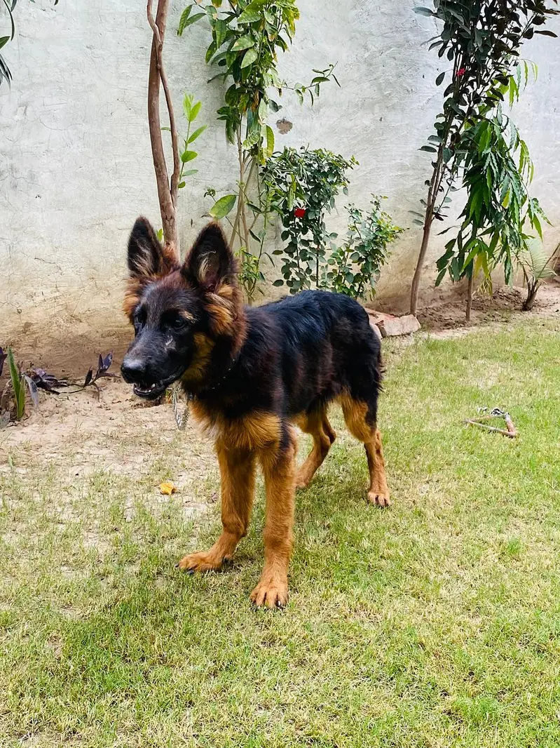 4 Months Pink Pedigree Female | Long Coat, Black Mask, Highted Healthy — photo 3