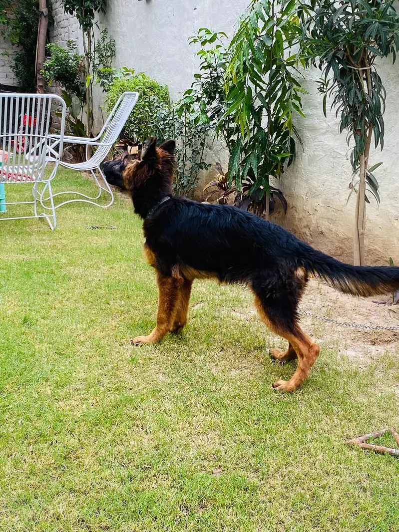 4 Months Pink Pedigree Female | Long Coat, Black Mask, Highted Healthy — photo 4