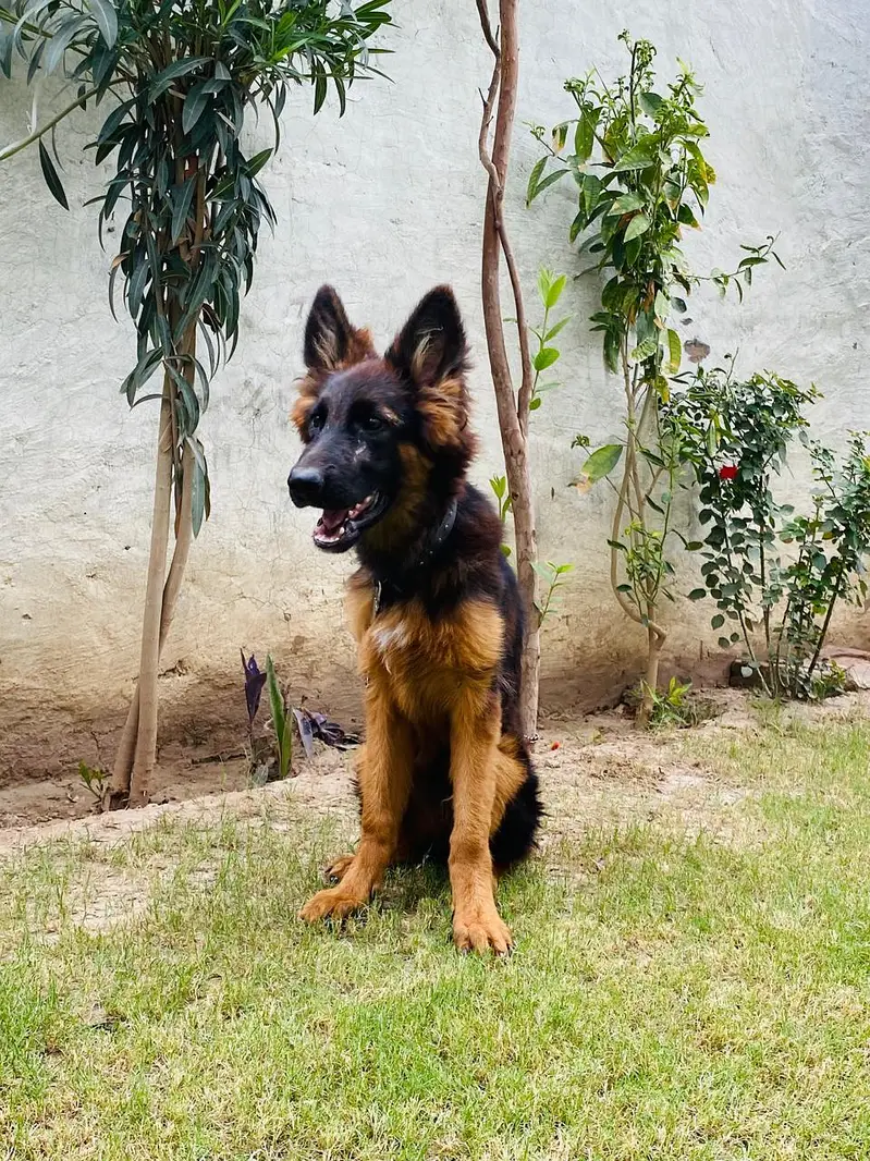 4 Months Pink Pedigree Female | Long Coat, Black Mask, Highted Healthy — photo 5