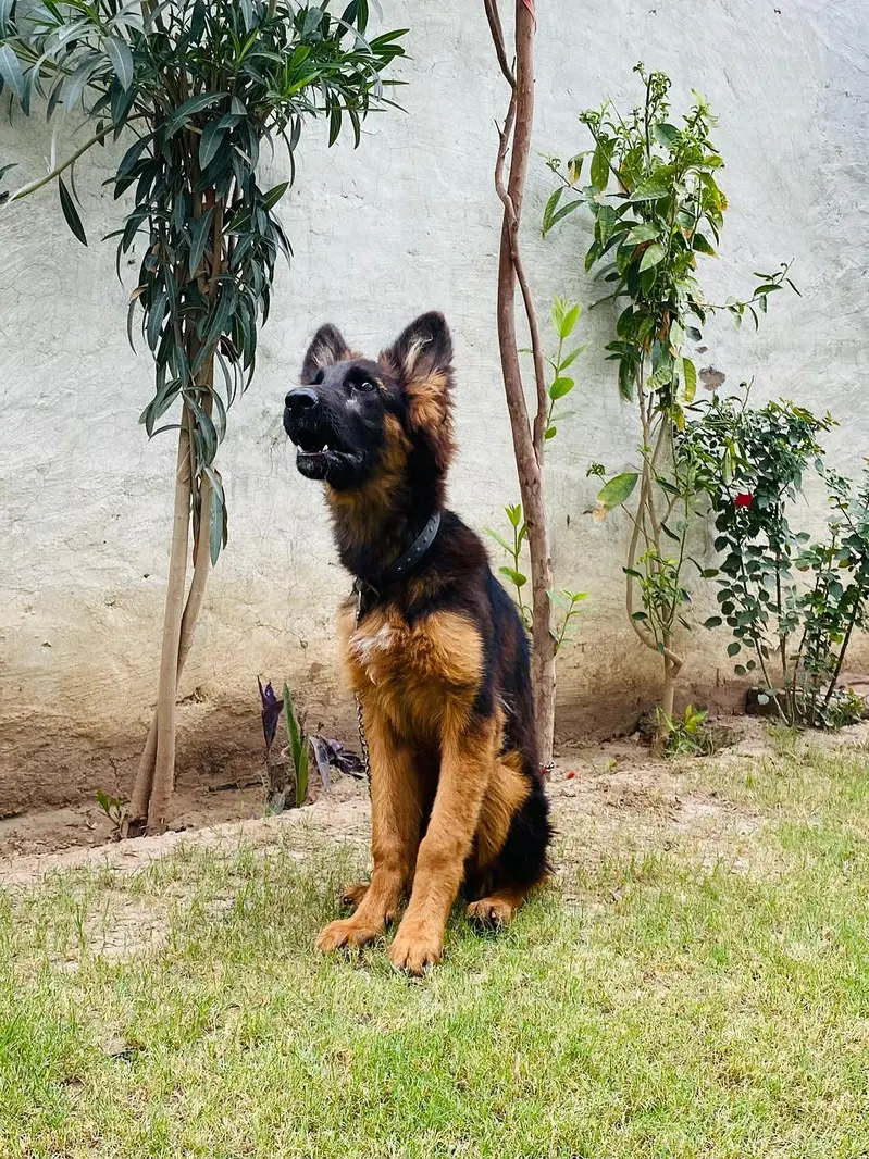 4 Months Pink Pedigree Female | Long Coat, Black Mask, Highted Healthy — photo 6