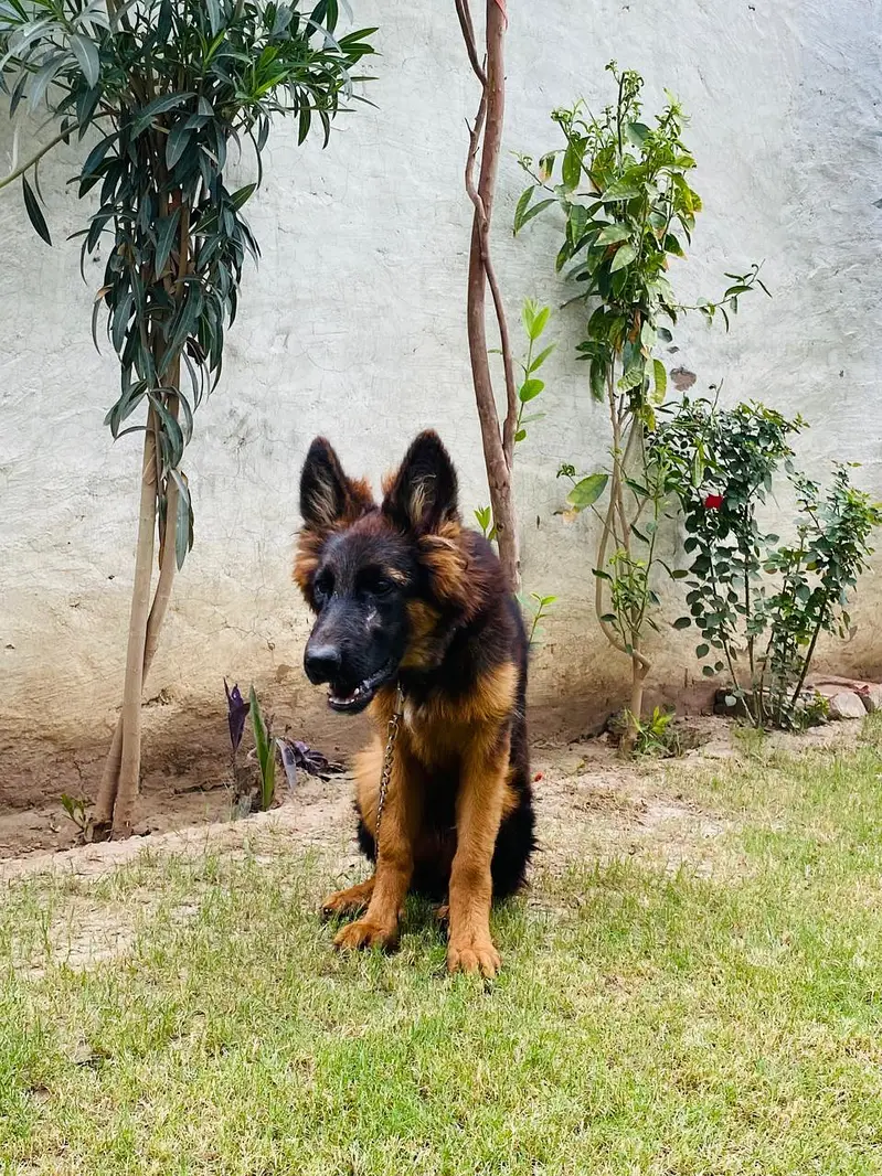 4 Months Pink Pedigree Female | Long Coat, Black Mask, Highted Healthy — photo 7