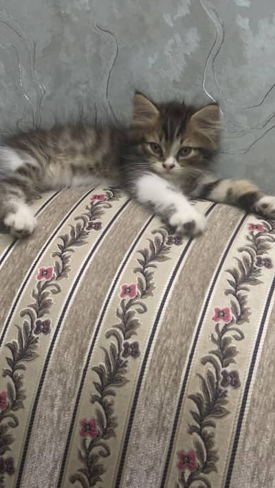 Persian kitten