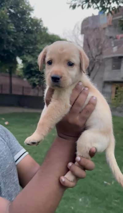 Labradore pup for sale
