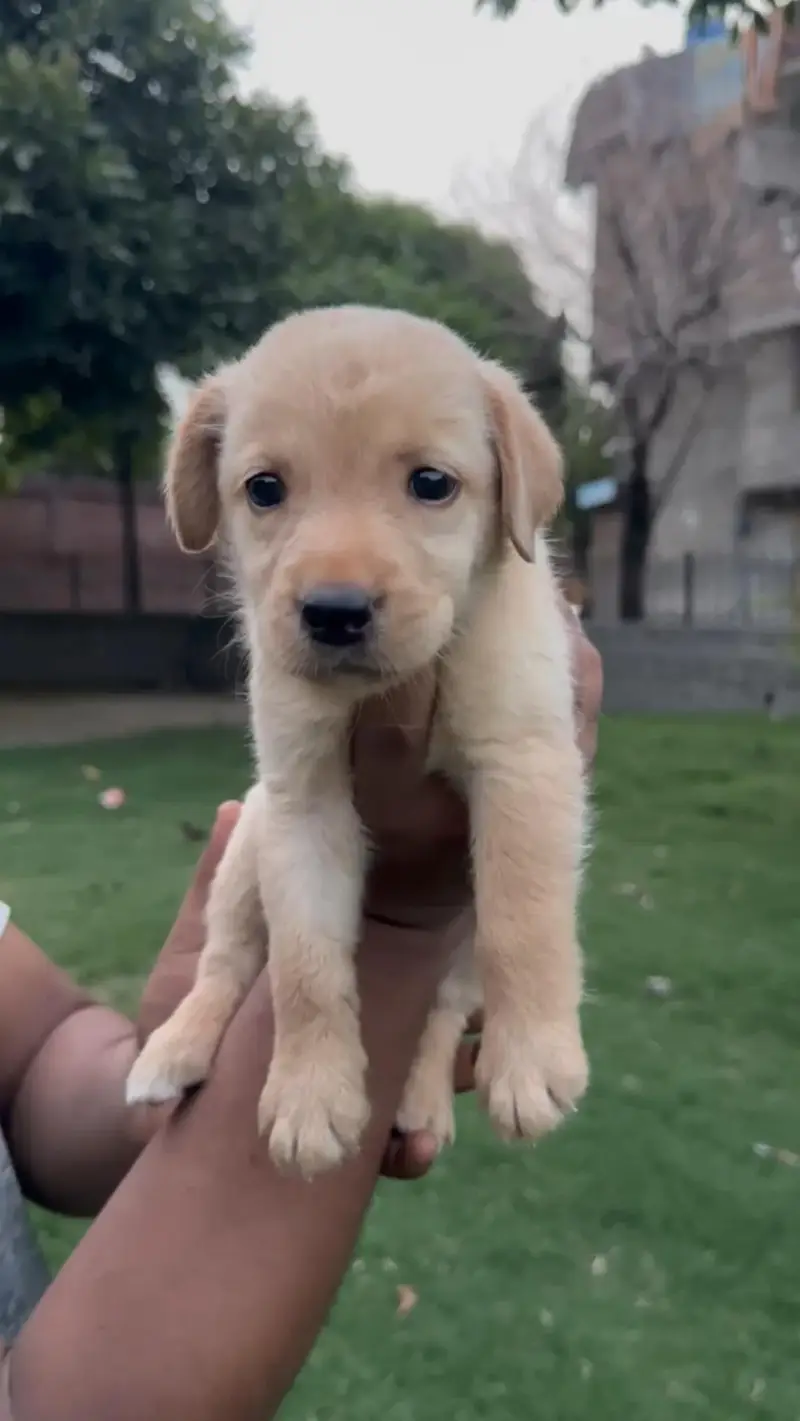 Labradore pup for sale — photo 2