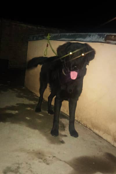 Black Labrador male for sale