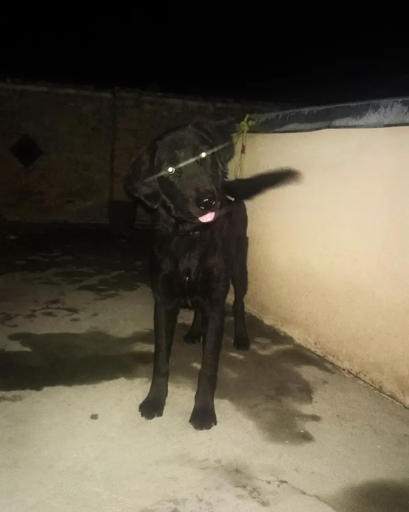 Black Labrador male for sale — photo 2