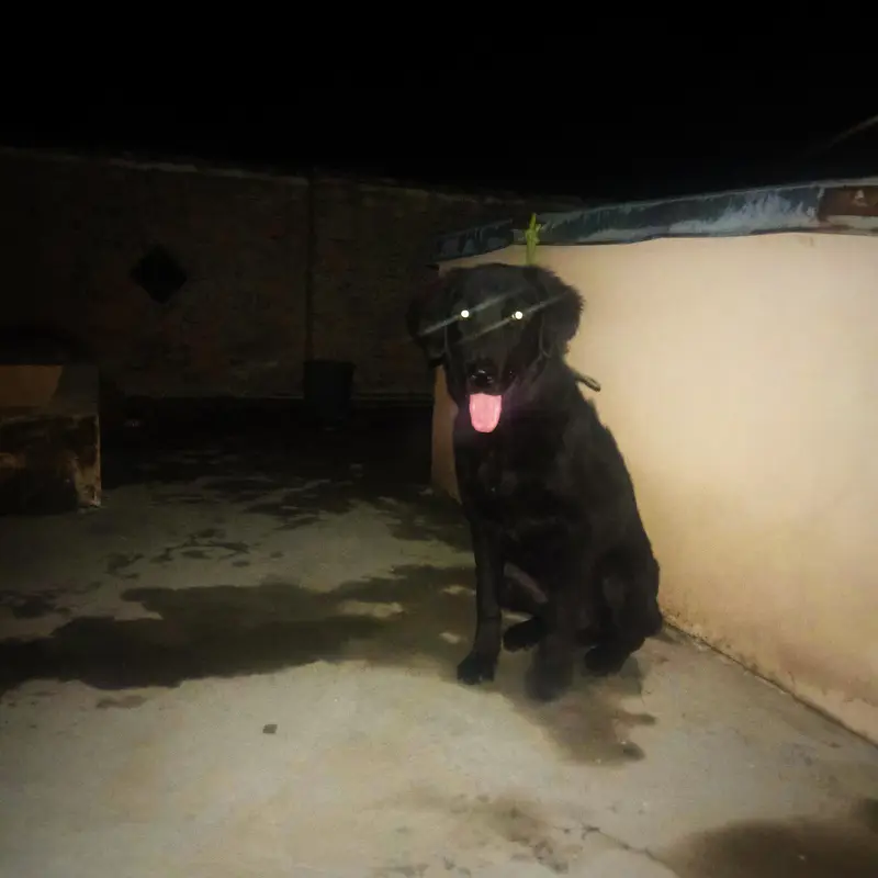Black Labrador male for sale — photo 3