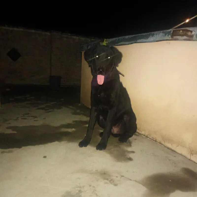 Black Labrador male for sale — photo 4