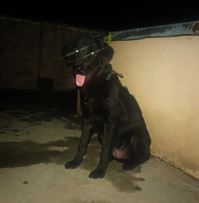 Black Labrador male for sale — photo 5