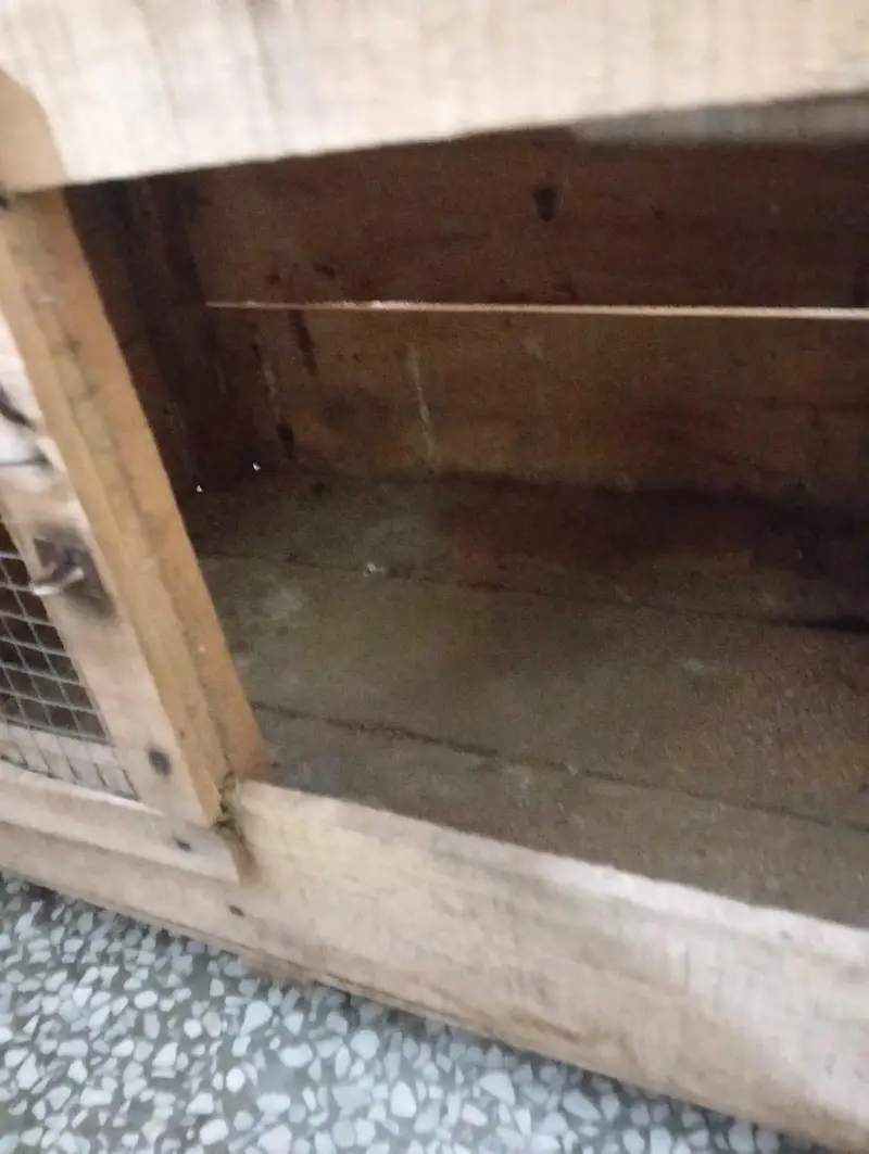 Hen cage for sale — photo 5