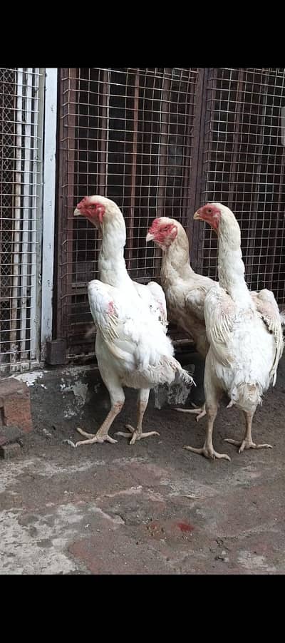 king white shamo female