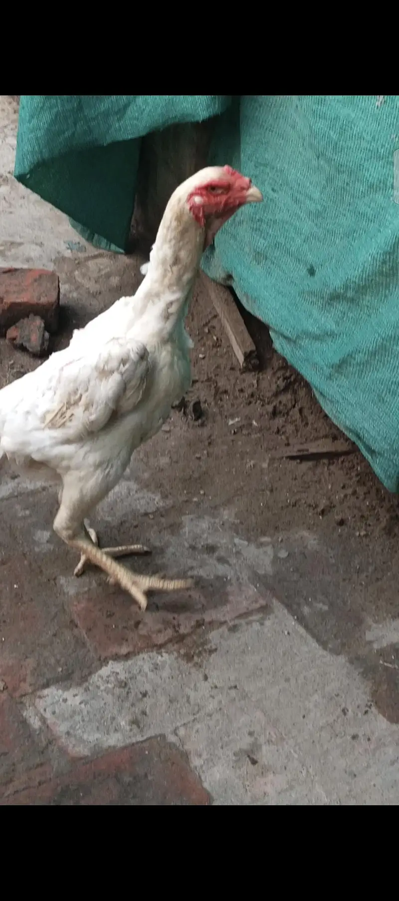 king white shamo female — photo 2