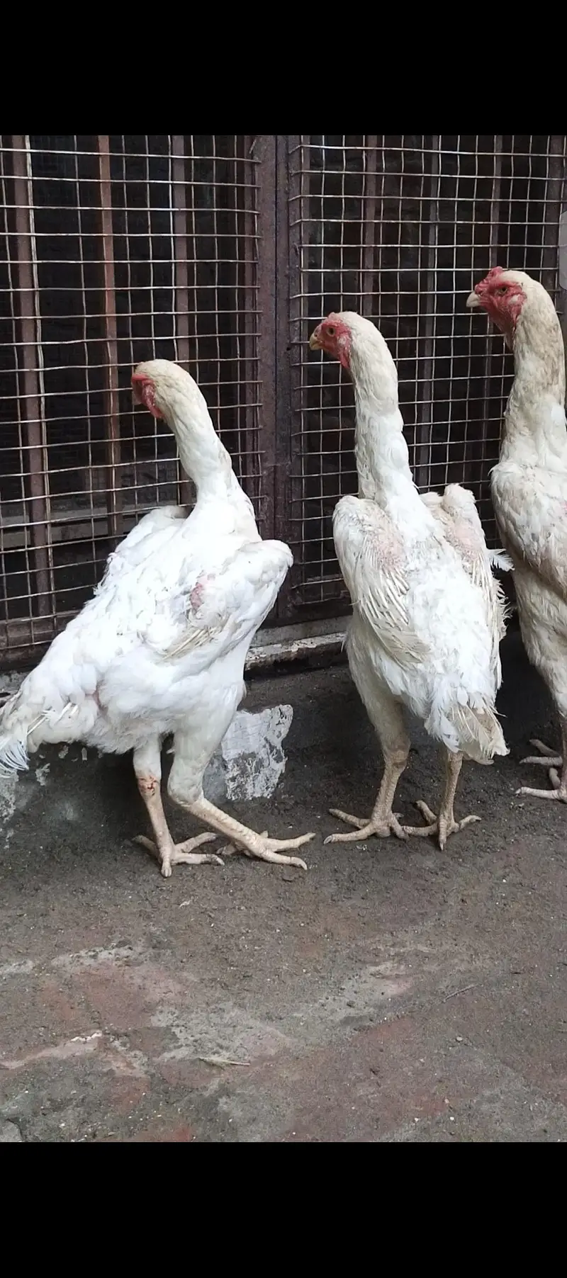 king white shamo female — photo 3