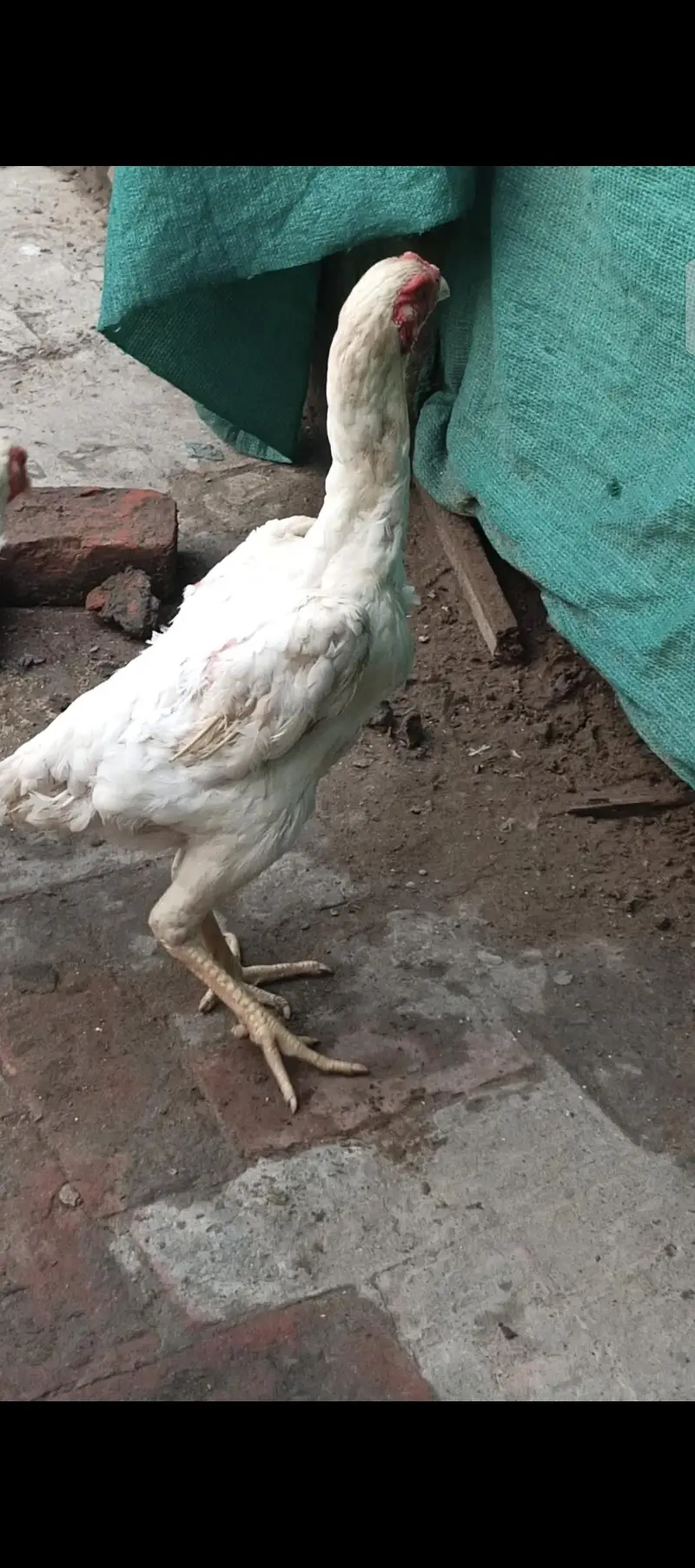 king white shamo female — photo 5