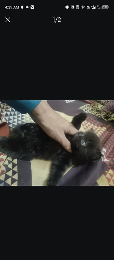black percian healthy and active mentioned future picture