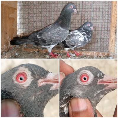 high flyer pigeon Whatsapp 03290705204