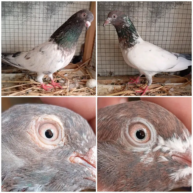 high flyer pigeon Whatsapp 03290705204 — photo 2
