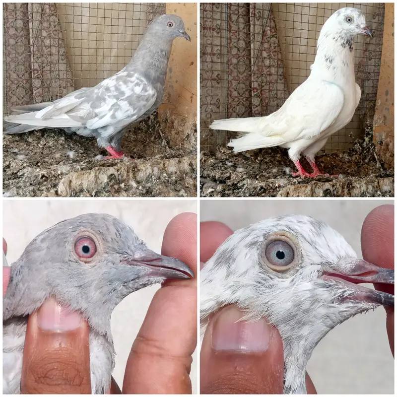 high flyer pigeon Whatsapp 03290705204 — photo 3