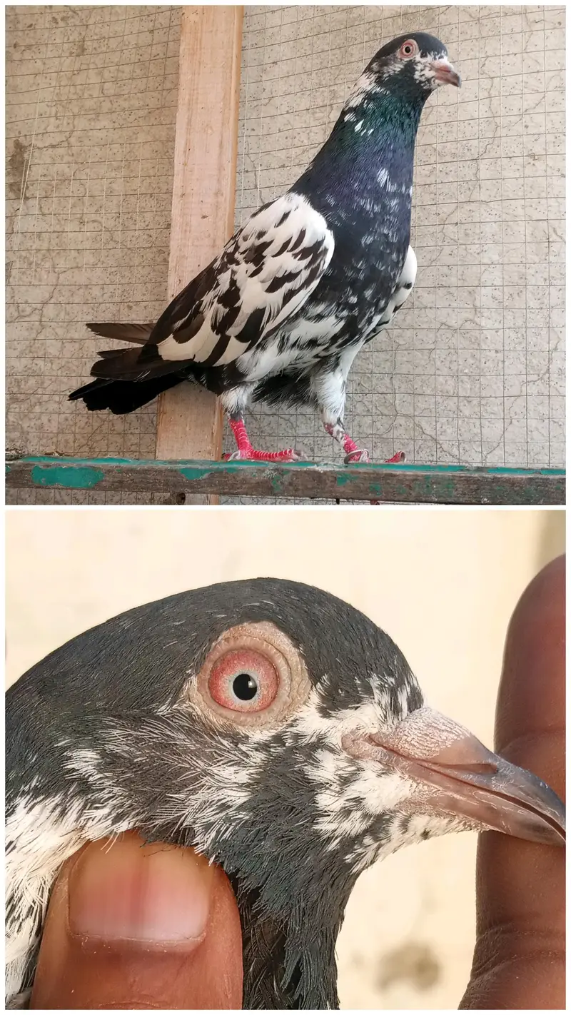 high flyer pigeon Whatsapp 03290705204 — photo 4