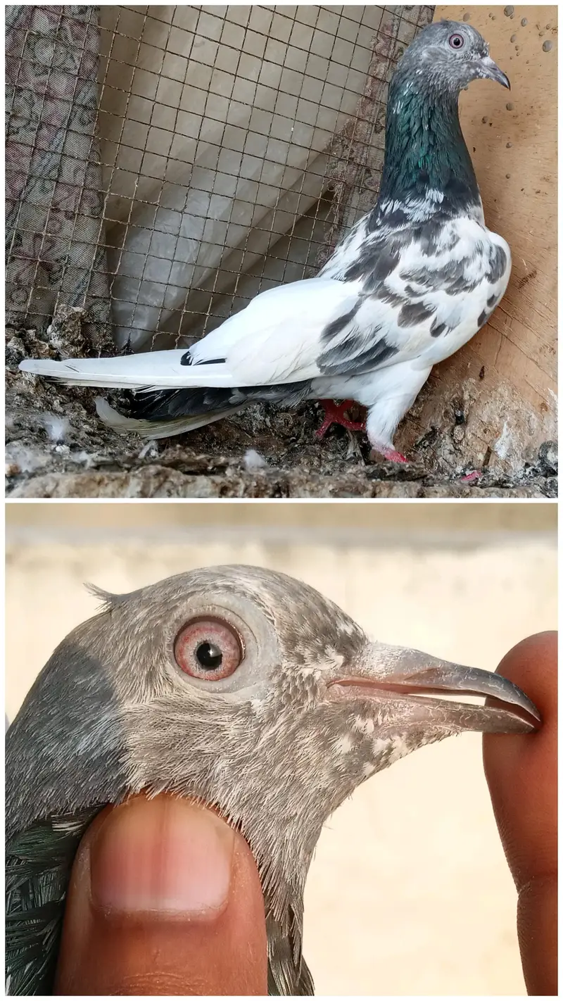 high flyer pigeon Whatsapp 03290705204 — photo 5