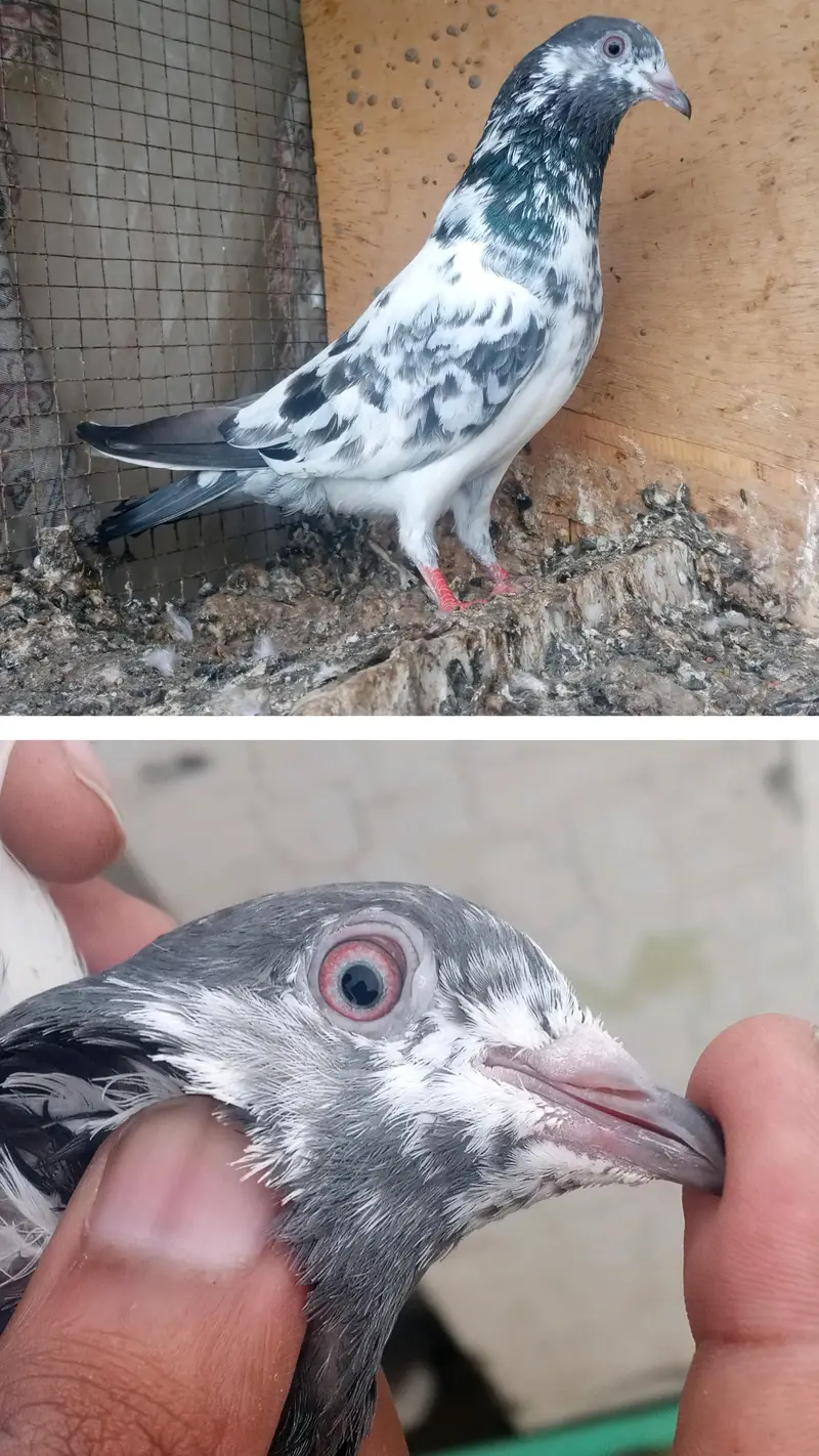 high flyer pigeon Whatsapp 03290705204 — photo 6