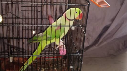 raw parrot