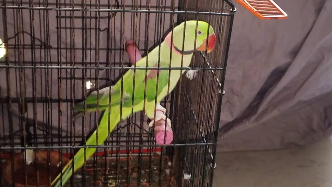 raw parrot 0