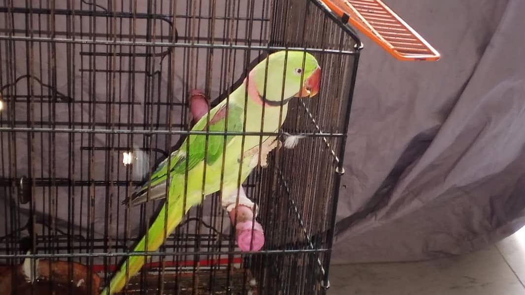 raw parrot 1