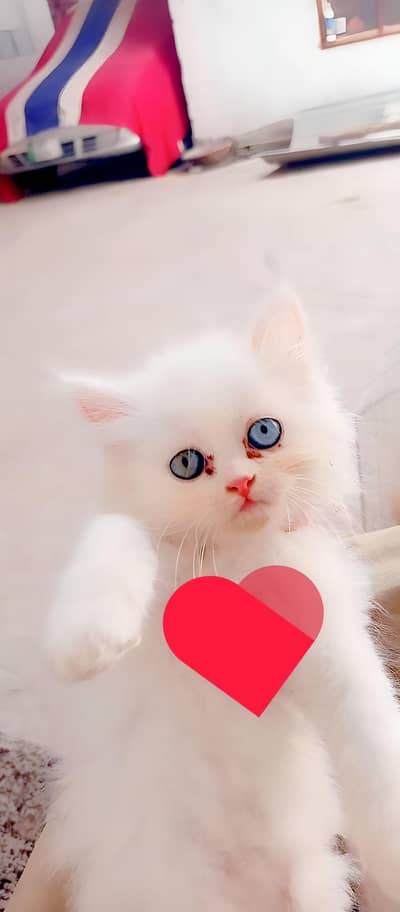 03239854645 odd eyes  Persian cute  baby paly full active