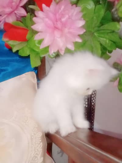 03239854645 odd eyes  Persian cute  baby paly full active