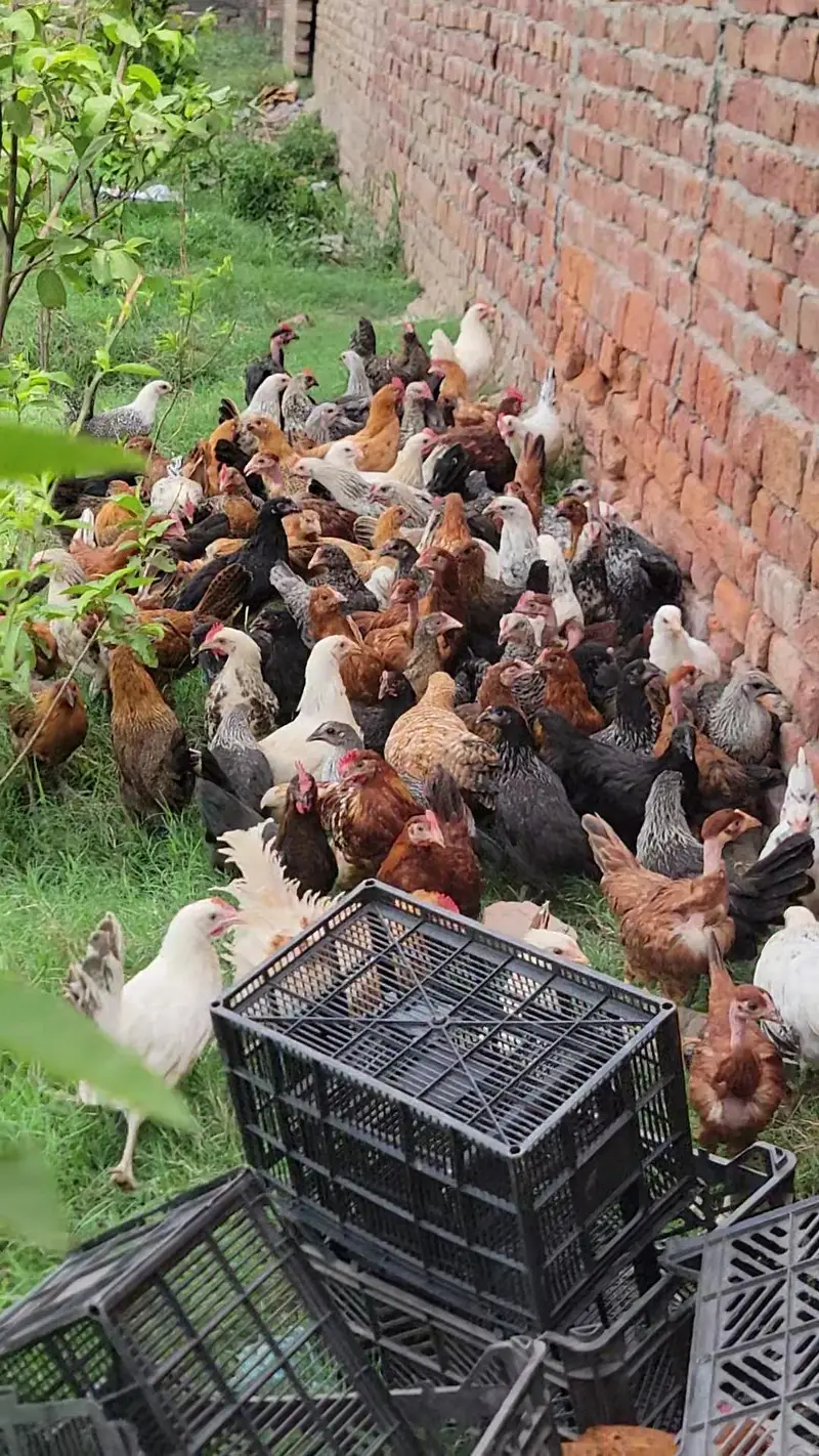 Golden Misri pathiya 7days old chicks* available — photo 2