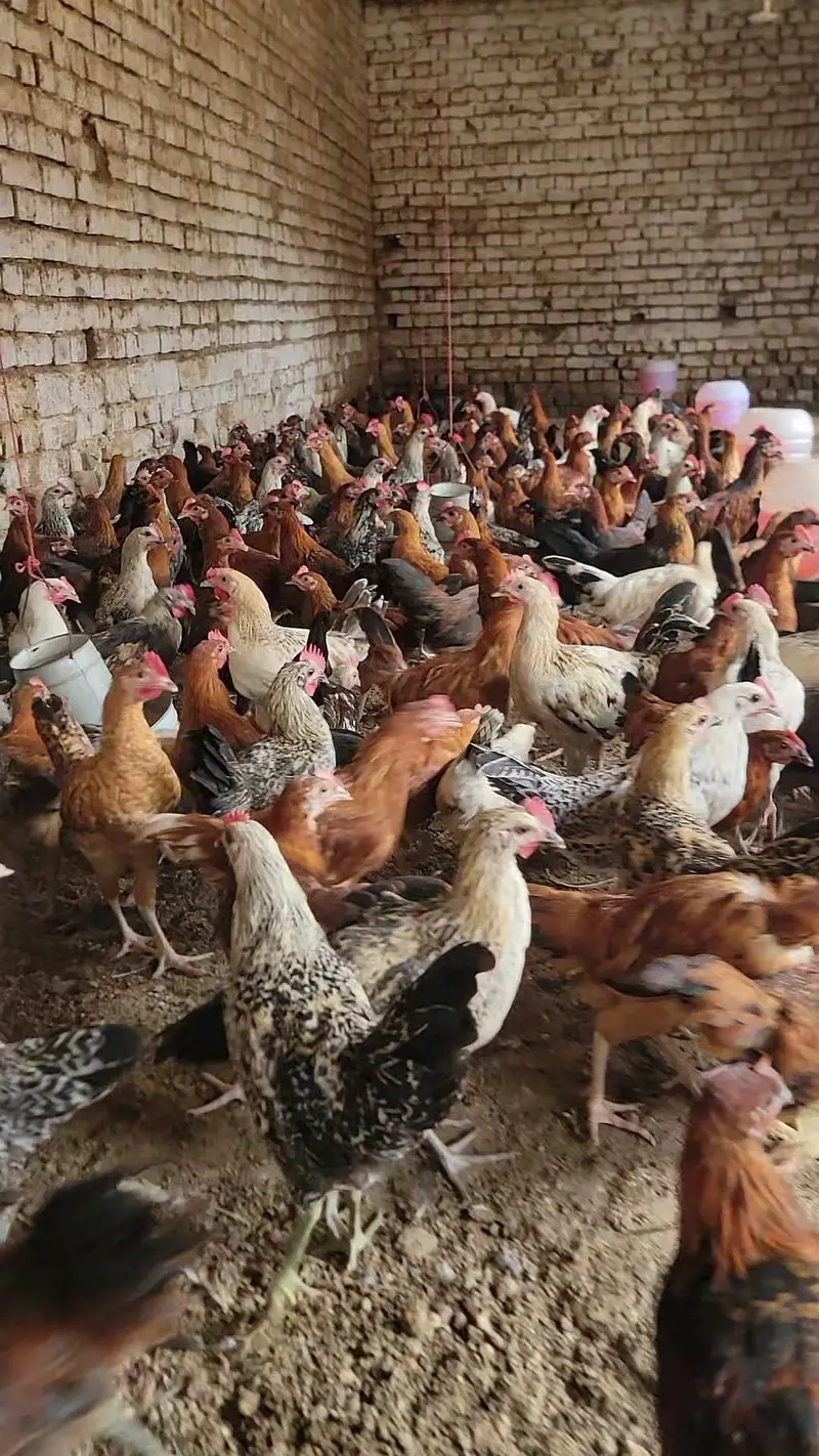Golden Misri pathiya 7days old chicks* available — photo 4