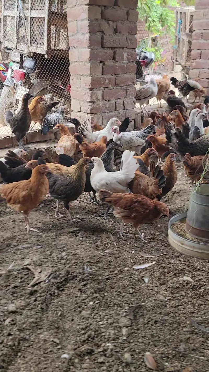 Golden Misri pathiya 7days old chicks* available — photo 6