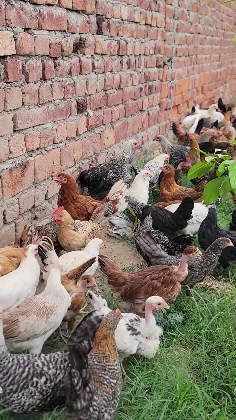 Golden Misri pathiya 7days old chicks* available — photo 7