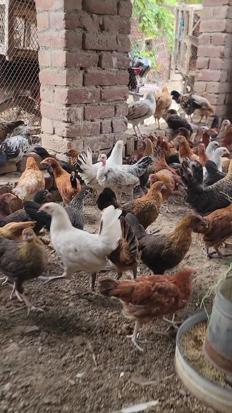 Golden Misri pathiya 7days old chicks* available — photo 8