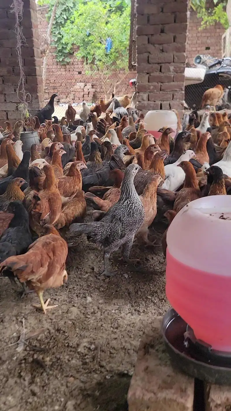 Golden Misri pathiya 7days old chicks* available — photo 11